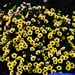 Yellow Petunias.. by happysnaps