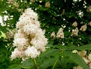 30th May 2016 - White Horse Chestnut Blooms