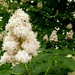 White Horse Chestnut Blooms by bulldog