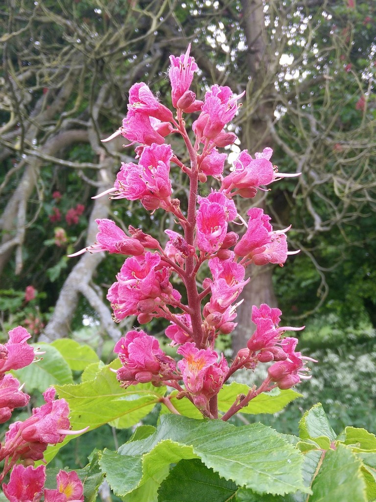 Pink Horse Chestnut Blooms by bulldog