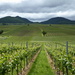 The vineyards of Rheinland Palatinate by cmp