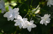 31st May 2016 - Mystery flowers, Magnolia Gardens