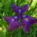 Iris, Magnolia Gardens, Charleston, SC by congaree