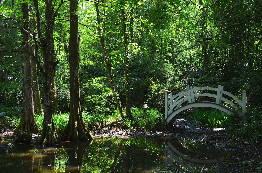 Cypress trees and bridge in afternoon light, Magnolia Gardens, Charleston, SC by congaree