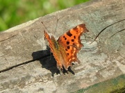 25th May 2016 - Comma