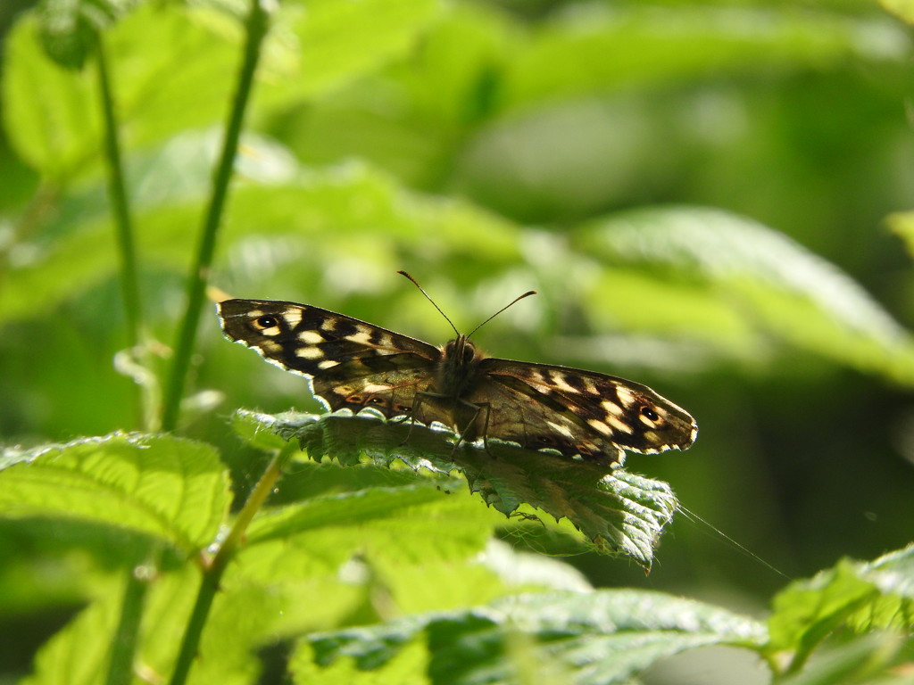 Speckled Wood by oldjosh