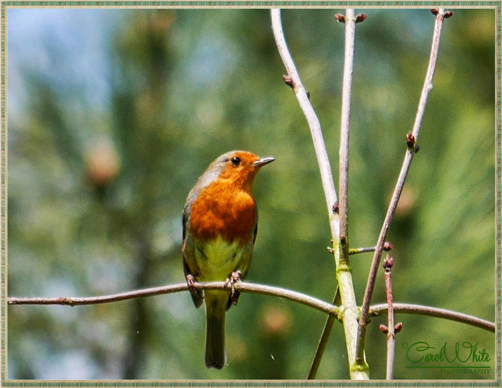 Just Another Robin by carolmw