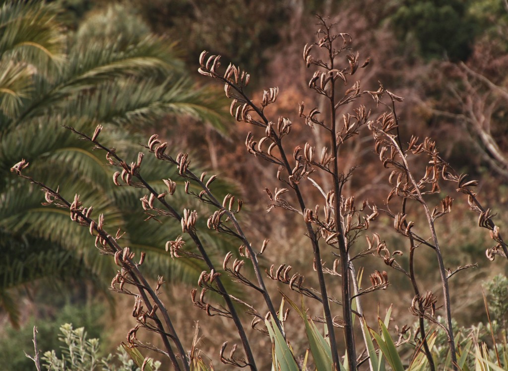 Autumn flax by kiwinanna