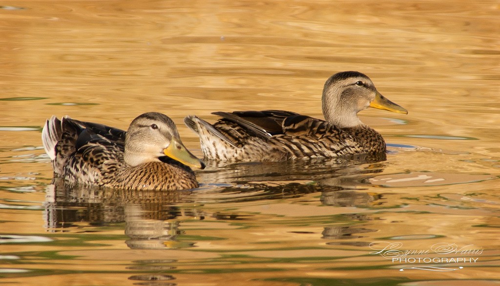 Baby Mallard Ducks by lynne5477