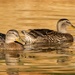 Baby Mallard Ducks by lynne5477