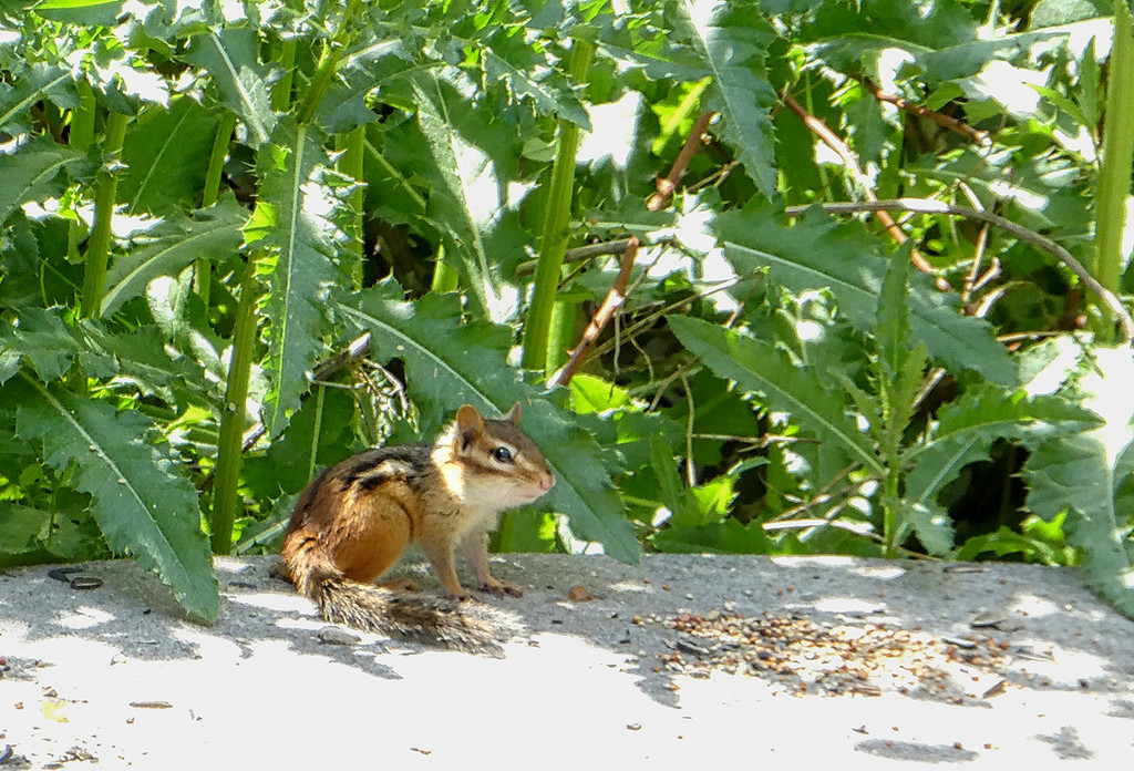 Watchful Chipmunk by gardencat