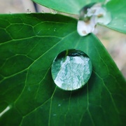 31st May 2016 - Water droplet