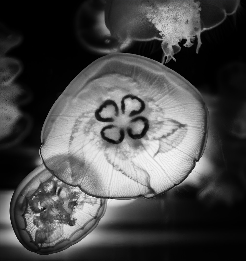 More Jelly Fish  by jgpittenger