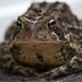 A toad on Tuesday by berelaxed