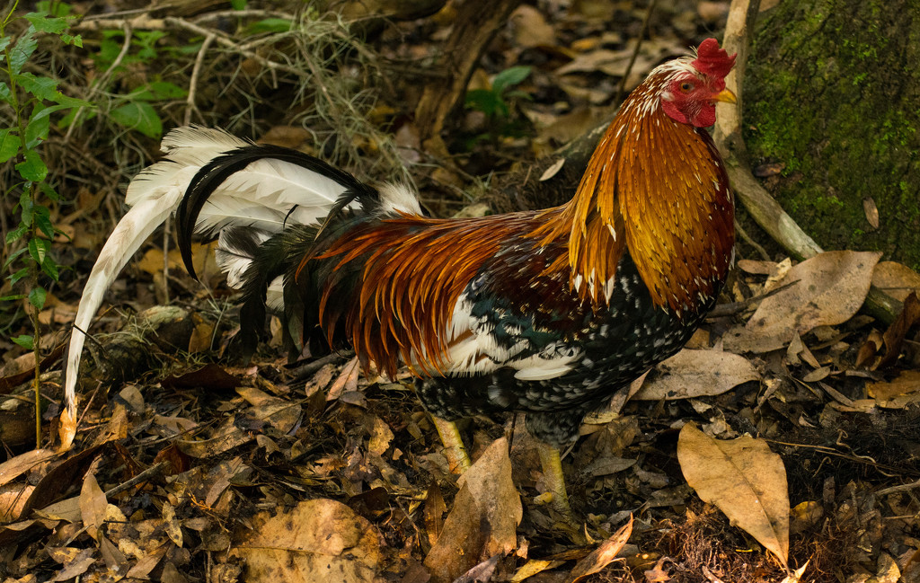 Rooster in the Woods! by rickster549