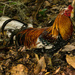 Rooster in the Woods! by rickster549