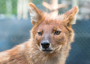 31st May 2016 - Dhole
