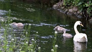 30th May 2016 - Swan Family 2