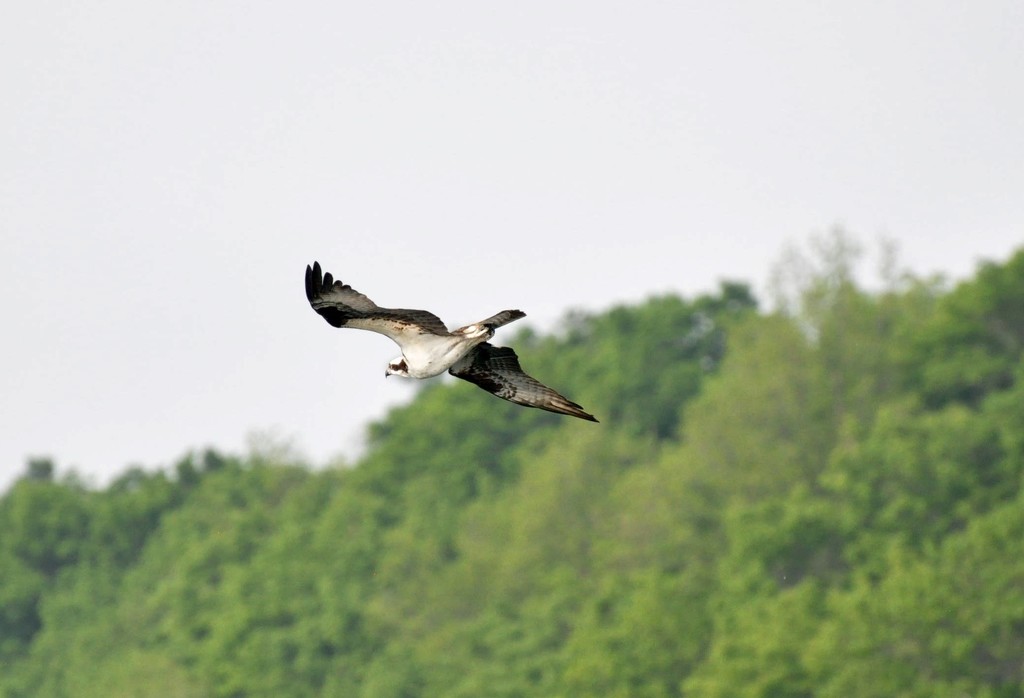 Osprey  by frantackaberry