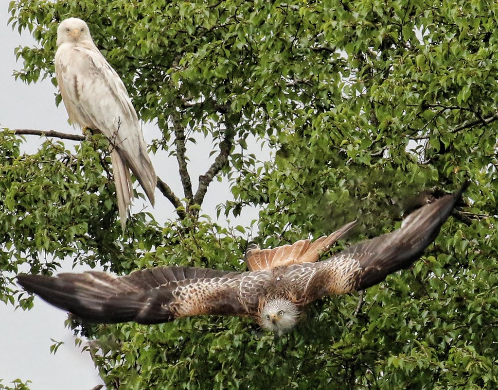 Red Kite and Leucistic Red Kite by shepherdmanswife