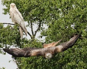 31st May 2016 - Red Kite and Leucistic Red Kite