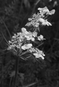 31st May 2016 - A Natural for Black and White