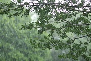 30th May 2016 - Rain, Rain.  Go away!
