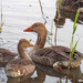 Greylag Geese and Goslings by philhendry