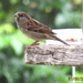 Sparrow by Dawn