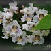 Catalpa Blossoms by essiesue