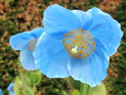 27th May 2016 - Pale blue meconopsis.