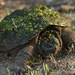Snapping Turtle by dridsdale