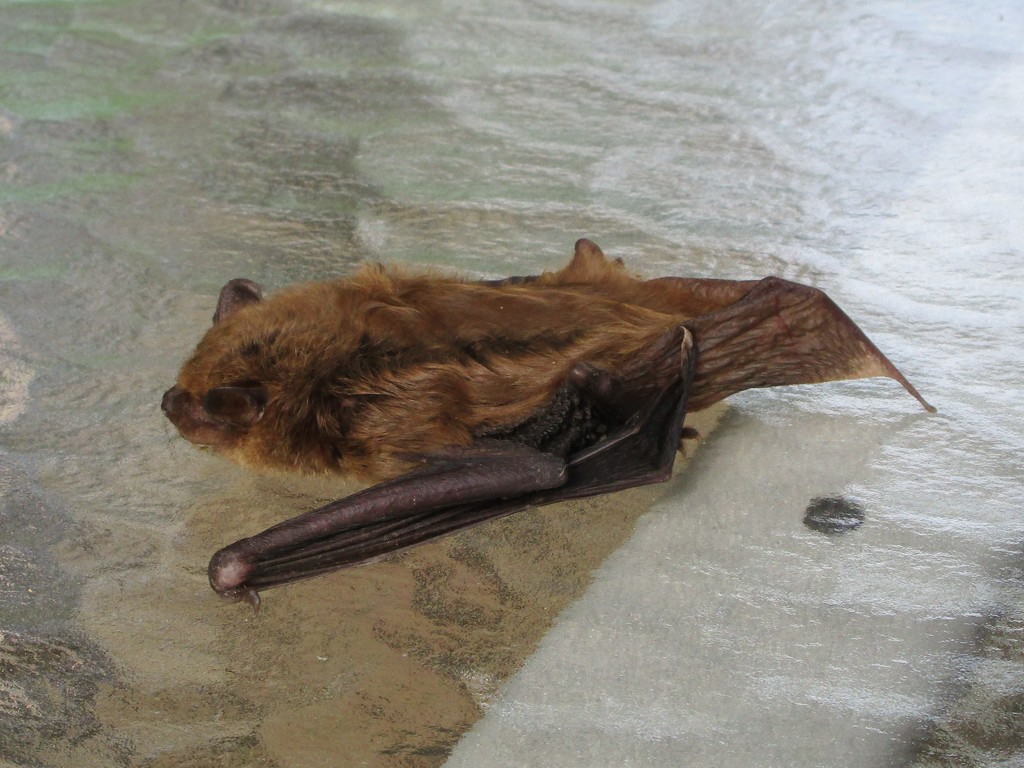 A Sleeping Bat  by tunia