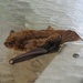 A Sleeping Bat  by tunia