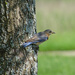 Eastern Bluebird by annepann