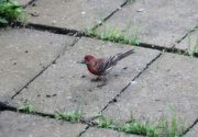 31st May 2016 - Finch