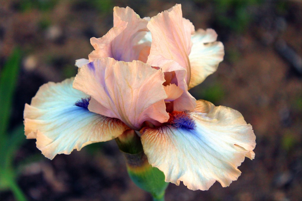 First Garden Iris by paintdipper