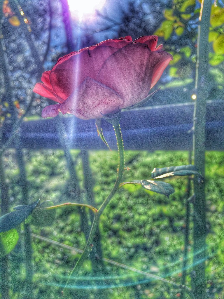 Backlit rose by teodw