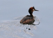 28th May 2016 - Great Crested Grebe