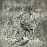 31st May 2016 - long-billed curlew 