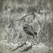 long-billed curlew  by aecasey