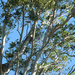 worth 2 in the bush? by koalagardens