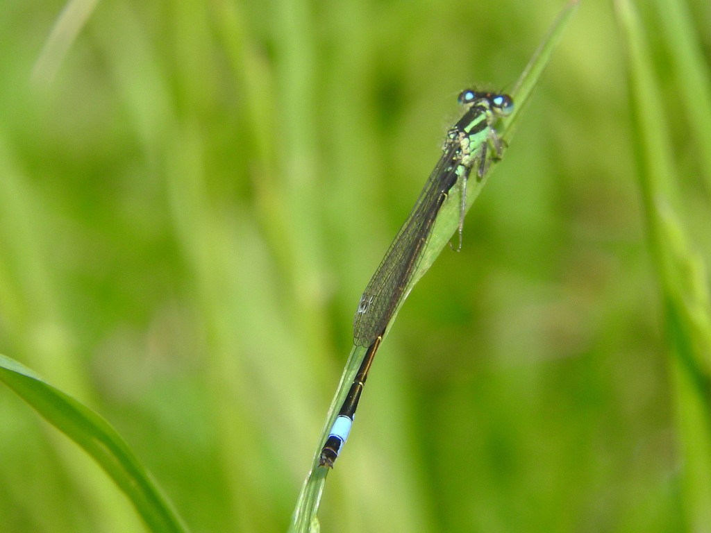 Damselfly by oldjosh