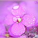 Rainy Day Flowers by carolmw