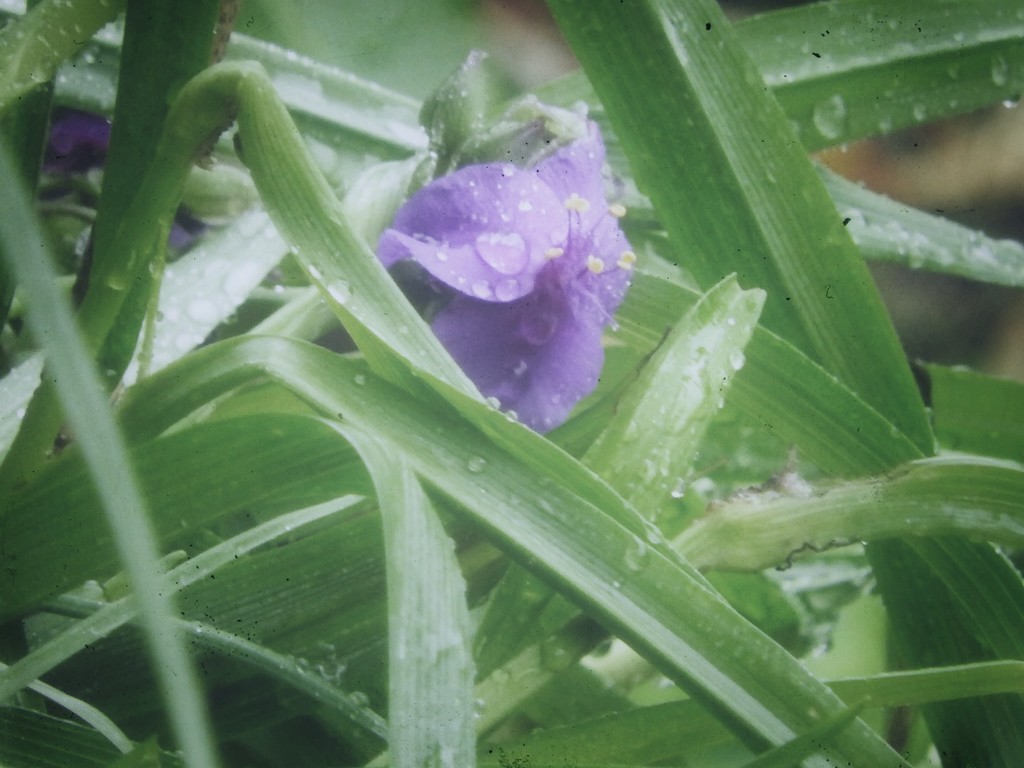 Flowers in the rain by mattjcuk