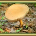 Fungi by vernabeth