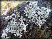 1st Jun 2016 - frilly lichen