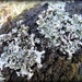 frilly lichen by cruiser