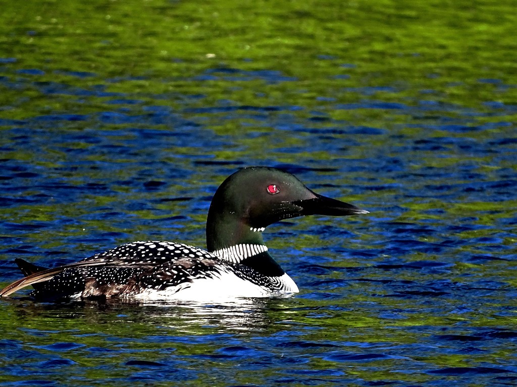The Loon Escape by maggiemae