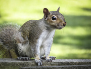 1st Jun 2016 - Portrait of a Squirrel